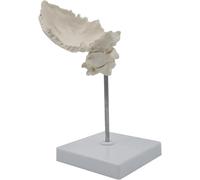 Modello anatomico del cranio umano, modello anatomico della colonna vertebrale cervicale dell'osso occipitale, modello anatomico dell'osso occipitale e delle vertebre cervicali a grandezza