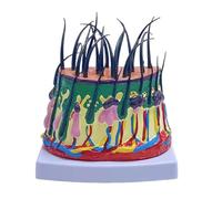 Modello anatomico del cuoio capelluto, modello anatomico del cuoio capelluto, modello anatomico ampliato 50X, ricerca scientifica, educazione del paziente