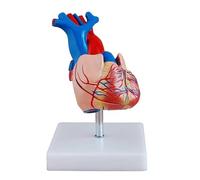 Modello anatomico del cuore a grandezza naturale 1:1, modello staccabile in 2 parti da 23 cm for lo studio che mostra camere, valvole e vasi. Apprendimento Dissezione