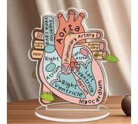 Modello anatomico del cuore, modello anatomico 2D piatto in acrilico, didattico