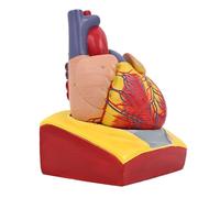 Modello anatomico del cuore umano 1:1 Modello anatomico staccabile del modello di cuore umano per l'educazione scientifica Anatomia per l'ospedale di insegnamento dei medici di laboratorio