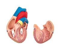 Modello anatomico del cuore umano, a grandezza naturale, 2 parti | Modello anatomico a grandezza naturale del cuore umano per l'istruzione, design staccabile in 2 parti per studio dettagliato