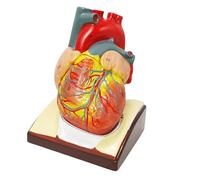Modello anatomico del cuore umano a grandezza naturale con base in pericardio, modello di organo cardiaco 3D staccabile in 2 parti for studio cardiologico Umana Modello