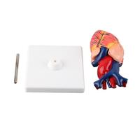 Modello anatomico del cuore umano con strumento di insegnamento parete anteriore staccabile per l'educazione a biologia delle scuole superiori