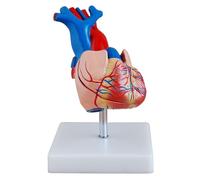 Modello Anatomico del Cuore Umano di Grandi Dimensioni Naturale, 2 Parti Staccabili, Modello Medico Dell'organo Umano, per La Dimostrazione Dell'insegnamento della Ricerca