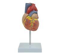 Modello anatomico del cuore umano, dimensioni adulte, 23 cm, scheletro dettagliato del cuore su base, strumento didattico medico in PVC dipinto a mano Apprendimento Dissezione