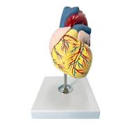 Modello anatomico del cuore umano in scala 1:1 con 47 codici dipinti a mano, progettato da un team medico. Modello di cuore a grandezza naturale con supporto. Apprendimento Dissezione