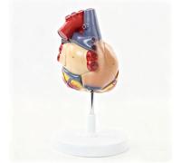 Modello anatomico del cuore umano ingrandito 2X, staccabile e composto da 4 parti, con simboli digitali | Modello anatomico del cuore ingrandito 4x, anatomicamente accurato, con base inclusa