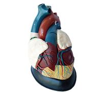 Modello Anatomico del Cuore Umano Modello Anatomico Anatomico Dell'organo Umano - Modello Viscerale di Insegnamento Medico Umano Avanzato - per La Formazione Didattica