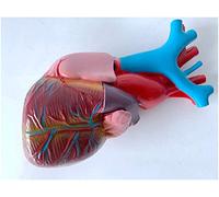 Modello anatomico del Cuore Umano - Modello anatomico Medico della Struttura del Cuore - Modello educativo Anatomia dell'organo Umano Modello dell'organo uditivo - Anatomia Naturale del gra