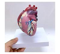 Modello anatomico del Cuore Umano Modello di Anatomia dell'organo Umano Modello educativo educativo in modalità cardiaca