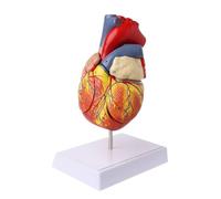 Modello Anatomico Del Cuore Umano Smontato Anatomia Medica Viscere Organi Medici