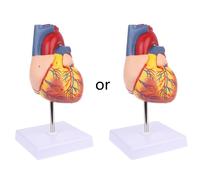 Modello Anatomico Del Cuore Umano Smontato Strumento Didattico Medico