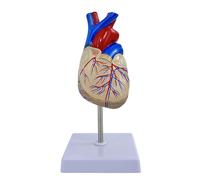 Modello anatomico del cuore umano - Struttura in PVC per studio medico | Modello anatomico a forma di cuore, aiuto educativo realistico in PVC per studenti di medicina e professionisti