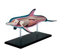 Modello anatomico del delfino 4D didattico, anatomia degli organi per dimostrazioni sugli animali, modello di scheletro staccabile in 18 parti per dimostrazioni sugli animali e studio scientifico