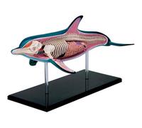 Modello anatomico del delfino 4D, staccabile in 18 parti, modello anatomico animale for la dimostrazione didattica e lo studio scientifico