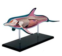Modello anatomico del delfino 4D Vision, 18 organi e parti del corpo, modello anatomico tridimensionale del delfino del puzzle, modello di campione dello scheletro dell'intelligenza