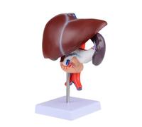 Modello anatomico del fegato umano a grandezza naturale Modello anatomico del pancreas di anatomia del fegato per la ricerca medica e l'insegnamento