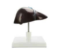 Modello anatomico del fegato umano a grandezza naturale Modello di struttura epatica anatomica realistica per insegnamento in aula Dimostrazione Ospedale Anatomia del fegato