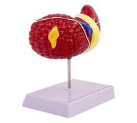 Modello Anatomico Del Fegato Umano,Modello Anatomico Del Fegato | Modello Di Patologia Con Texture Chiara - Espositore Di Fegato Umano Di Scuola Modello Versatile E Per , Ricerca