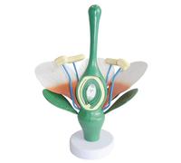 Modello anatomico del fiore di pesco, struttura del fiore dicotiledone ingrandita 6 volte con indicatori digitali, modello didattico for la biologia e le scienze