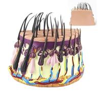 Modello Anatomico Del Follicolo Pilifero, Modello Del Ciclo Di Crescita Dei Capelli, Modello Anatomico Della Pelle Dei Capelli Umani For Analizzare Lo Studio E La Visualizzazione Delle Condizioni
