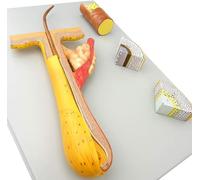 Modello anatomico del follicolo pilifero umano ingrandito 700X - Modello scientifico educativo in 4 parti for l'insegnamento nei saloni di bellezza e trucco