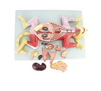 Modello anatomico del gatto 4D, suddiviso in 10 parti, mostra organi, muscoli viscerali e nervi del gatto, compatibile con il modello didattico di anatomia for la formazione medica.