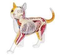 Modello anatomico del gatto Modello anatomico medico del gatto - Parti del corpo degli organi rimovibili Modello anatomico dello scheletro del gatto
