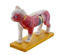 Modello anatomico del gatto per l'insegnamento di laboratorio ospedaliero Prop Cat Anatomia per agopuntura e moxibustione Anatomia animale animale del cuore modelli per studenti