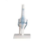 Modello Anatomico Del Ginocchio E Dell'Articolazione Del Ginocchio