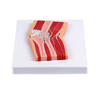 Modello anatomico del gomito in PVC pedagogico. Modello anatomico del gomito per l'istruzione e le istituzioni cliniche