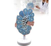 Modello Anatomico Del Linfonodo Ingrandito, Guida Allo Studio Della Struttura Immunitaria Del Sistema Linfatico Umano con Base, Modello di Insegnamento Medico di Biologia 3D per Laboratorio