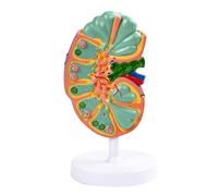 Modello anatomico del linfonodo umano Modello anatomico della struttura linfatica codificata a colori per la formazione clinica Insegnamento in realistico