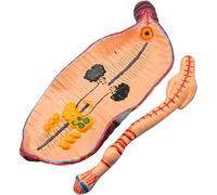 Modello anatomico del lombrico, modello anatomico degli invertebrati anellidi del lombrico, modello didattico for bambini, strumento for la scuola di medicina