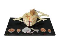 Modello Anatomico Del Midollo Spinale Umano, Modello Anatomico Del Nervo Del Midollo Spinale 5X, Inclusi Vertebrali, Rami Nervosi, Gangli E Vasi Sanguigni, For La Visualizzazione Di Studi Di Inseg
