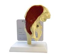 Modello anatomico del modello dell'articolazione dell'anca con supporto in metallo del muscolo umano medico Stampi didattici