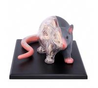 Modello anatomico del mouse 4D, modello anatomico medico | 29 Organo rimovibile e parte del corpo ideale for i veterinari di medicina educativa, modello di assemblaggio di puzzle educa