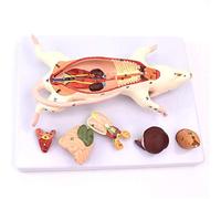 Modello anatomico del mouse per uso educativo, struttura di organi 3D | Modello anatomico 3D di topo per l'educazione e la ricerca in biologia, perfetto per studenti di medicina e insegnamento