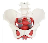 Modello anatomico del Muscolo del Pavimento pelvico Femminile - Modello di Bacino Umano in 6 Parti con Utero, Vagina, ovaie, vescica, retto Rimovibili - Modello anatomico Medico