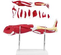 Modello anatomico del muscolo della gamba umana, modello anatomico degli arti inferiori 10 pezzi arti inferiori rimovibili che mostrano i muscoli principali vasi sanguigni nervi