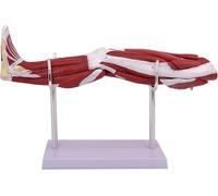 Modello anatomico del muscolo della gamba umana, modello anatomico dell'arto inferiore staccabile in 10 parti, con base for marcatura digitale e supporto, come ausilio didattico in classe.