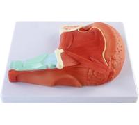 Modello anatomico del muscolo della lingua umana - Dimostrazione del muscolo della lingua for uso sanitario, istruzione e comunicazione con i pazienti