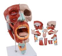 Modello anatomico del muscolo faringeo - gola, bocca, naso, lingua, muscolo del viso per otorinolaringoiatria e anatomia medica