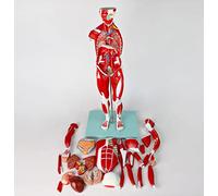 Modello Anatomico Del Muscolo Umano Da 78 Cm, Struttura Anatomica Degli Organi Interni, Tessuto, 27 Pezzi, Modello Di Insegnamento Medico Del Corpo Umano, Simulazione Del Movimento, Sussidi Didattici