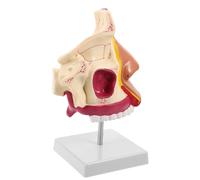 Modello Anatomico del Naso Umano con Supporto, Plastica e Metallo | Visualizzazione Interna Chiara, Esperienza Tattile Realistica, per Cliniche e Terapia del Linguaggio