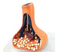 Modello Anatomico Del Neurone Sinapsi, Modello Anatomico Della Sinapsi Chimica - Sistema Nervoso Umano Ingrandito 3D Sussidio Didattico For La Dimostrazione Della Scuola