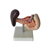 Modello anatomico del pancreas umano, della cistifellea e della milza, modello dell'apparato digerente umano con segni digitali e base staccabile, for studio medico e apprendimento