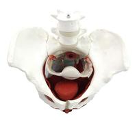 Modello Anatomico del Pavimento Pelvico Femminile Modello Anatomico Medico Regalo Ginecologia E Muscoli Rimovibili Organi Pubici Anatomia del Pavimento Pelvico