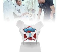 Modello Anatomico Del Pavimento Pelvico, Modello Pelvico Femminile Colorato Rimovibile For L'insegnamento Alle Ostetriche